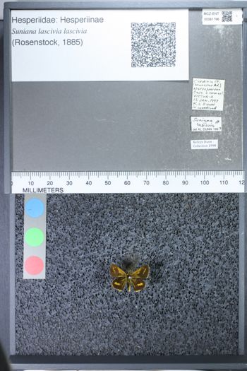 Media type: image;   Entomology 61796